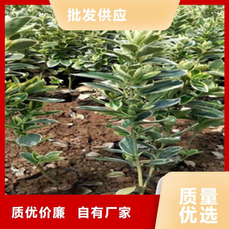 宿根花卉柳叶马鞭草/薰衣草支持大批量采购