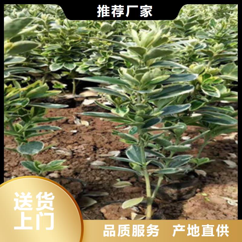 宿根花卉-【观赏草/蒲苇狼尾草】工厂价格