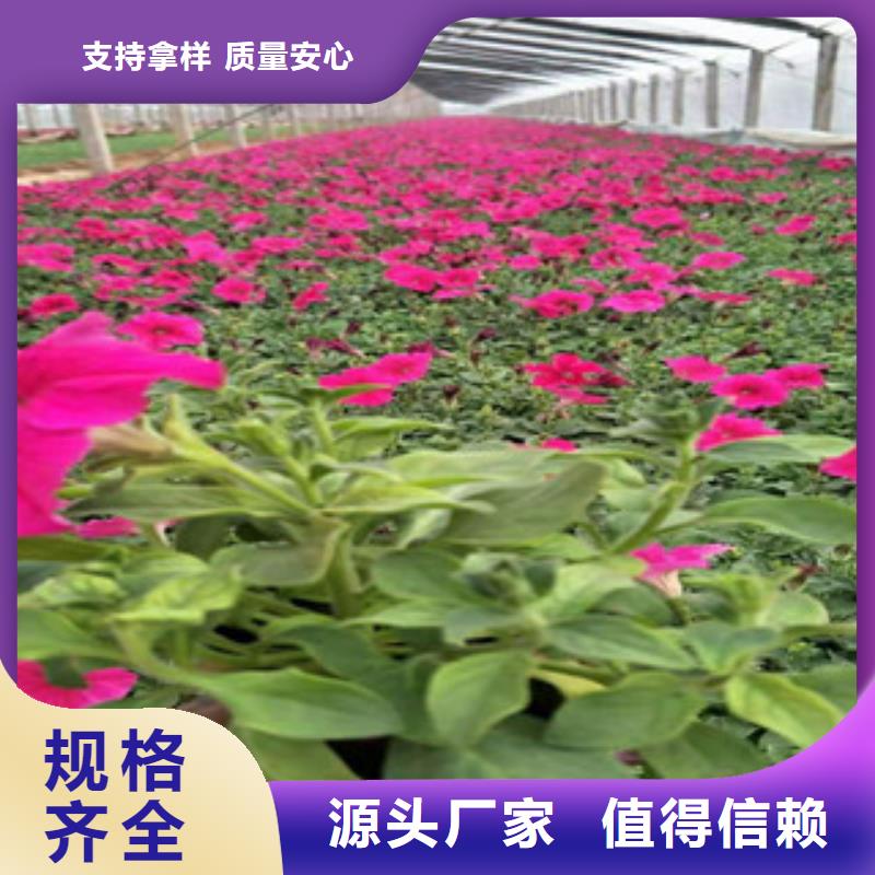 宿根花卉【时令花卉/绿化草花价格】支持定制批发