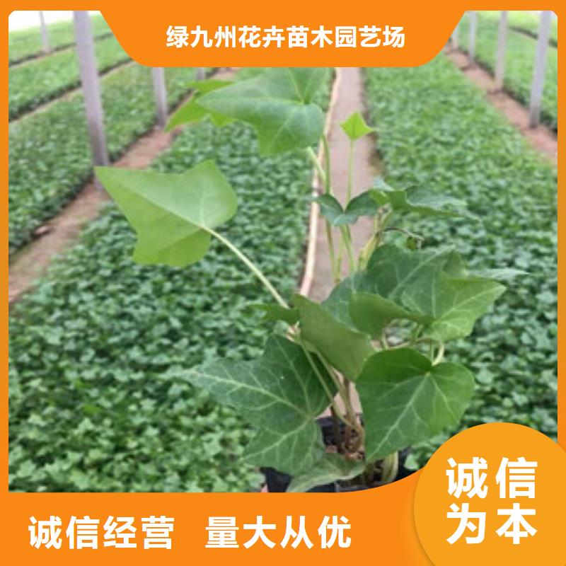 宿根花卉柳叶马鞭草/薰衣草支持大批量采购