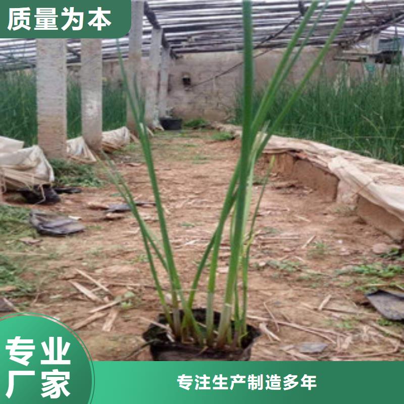 宿根花卉柳叶马鞭草/薰衣草支持大批量采购