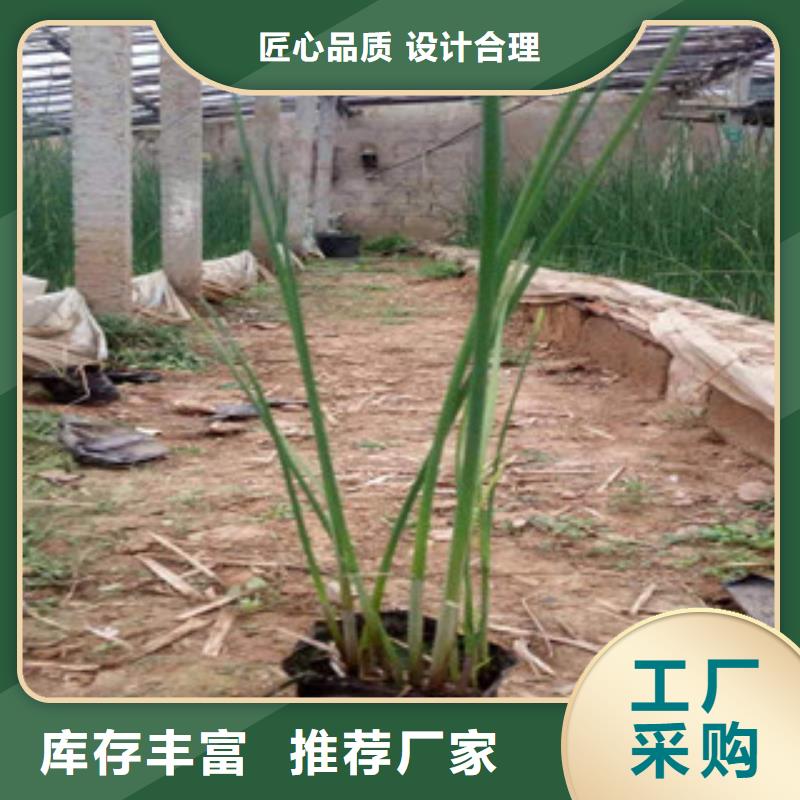 宿根花卉-【观赏草/蒲苇狼尾草】工厂价格