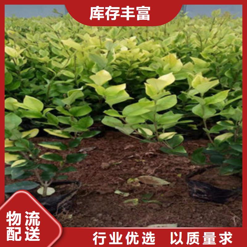 宿根花卉柳叶马鞭草/薰衣草支持大批量采购