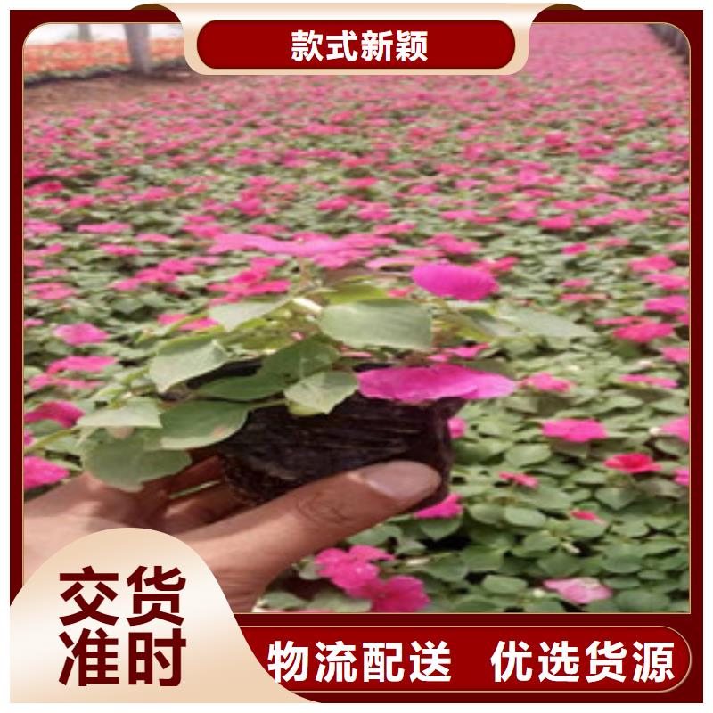宿根花卉-柳叶马鞭草/薰衣草大品牌值得信赖