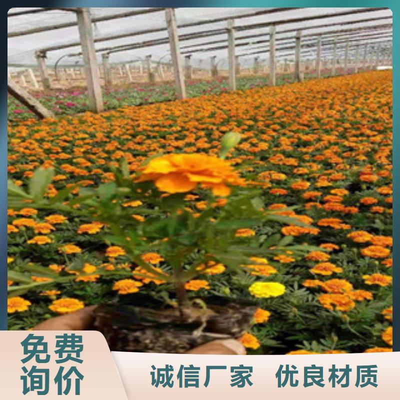 宿根花卉-【观赏草/蒲苇狼尾草】工厂价格