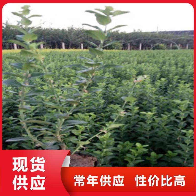 宿根花卉【时令花卉/绿化草花价格】支持定制批发