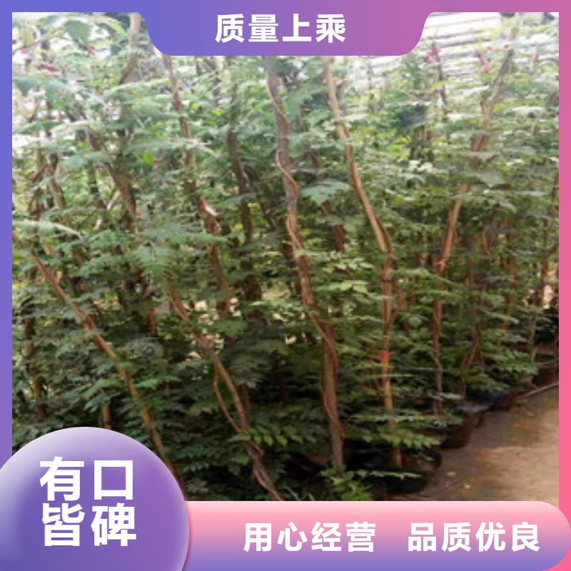 宿根花卉【时令花卉/绿化草花价格】支持定制批发