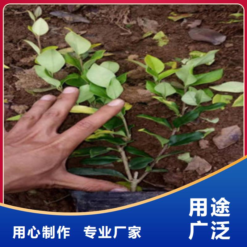 宿根花卉-【观赏草/蒲苇狼尾草】工厂价格