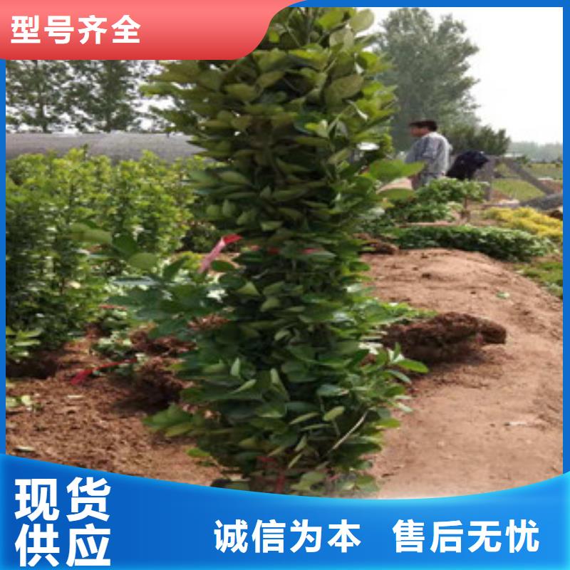 宿根花卉-【观赏草/蒲苇狼尾草】工厂价格
