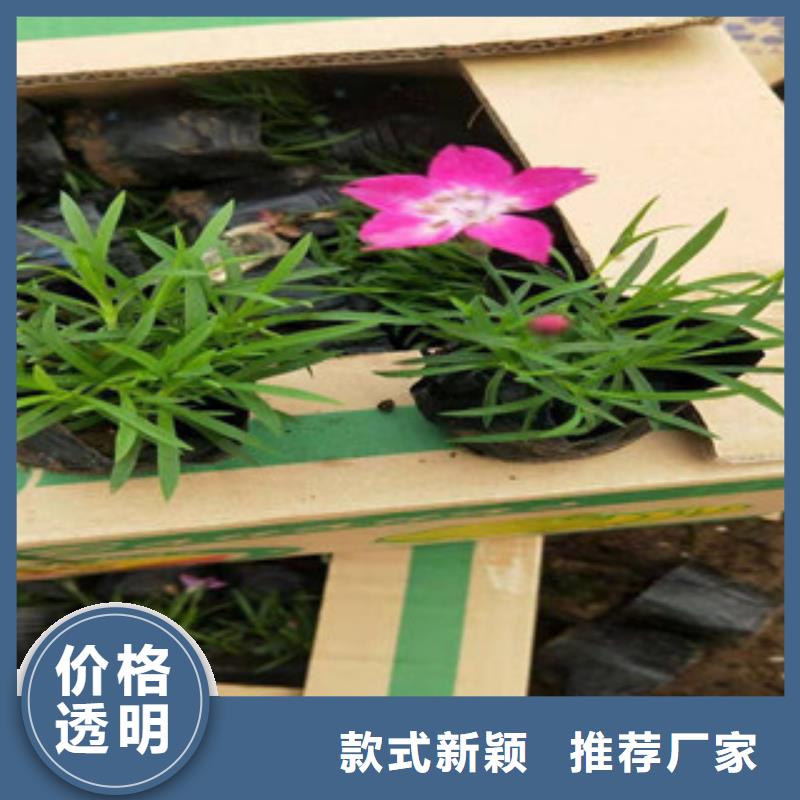宿根花卉-【观赏草/蒲苇狼尾草】工厂价格
