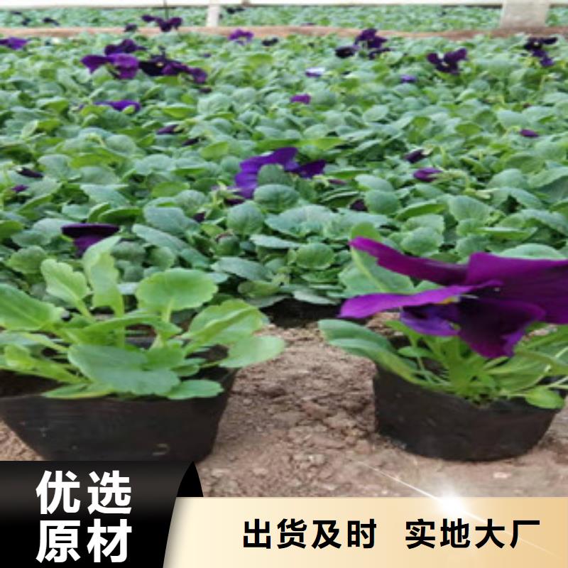 宿根花卉-【观赏草/蒲苇狼尾草】工厂价格