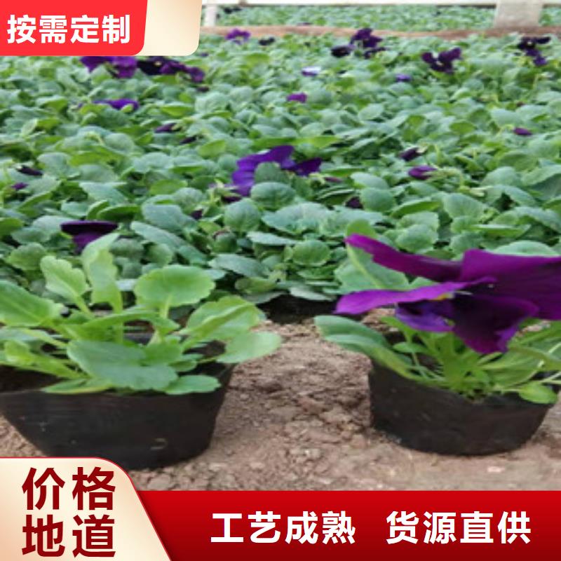 宿根花卉【时令花卉/绿化草花价格】支持定制批发