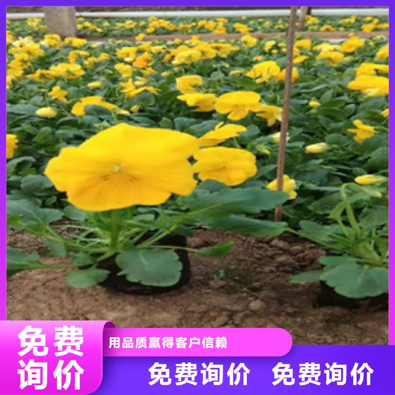 宿根花卉【时令花卉/绿化草花价格】支持定制批发