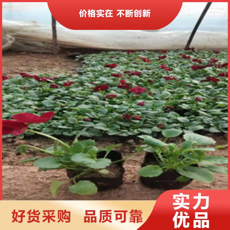 宿根花卉-柳叶马鞭草/薰衣草大品牌值得信赖