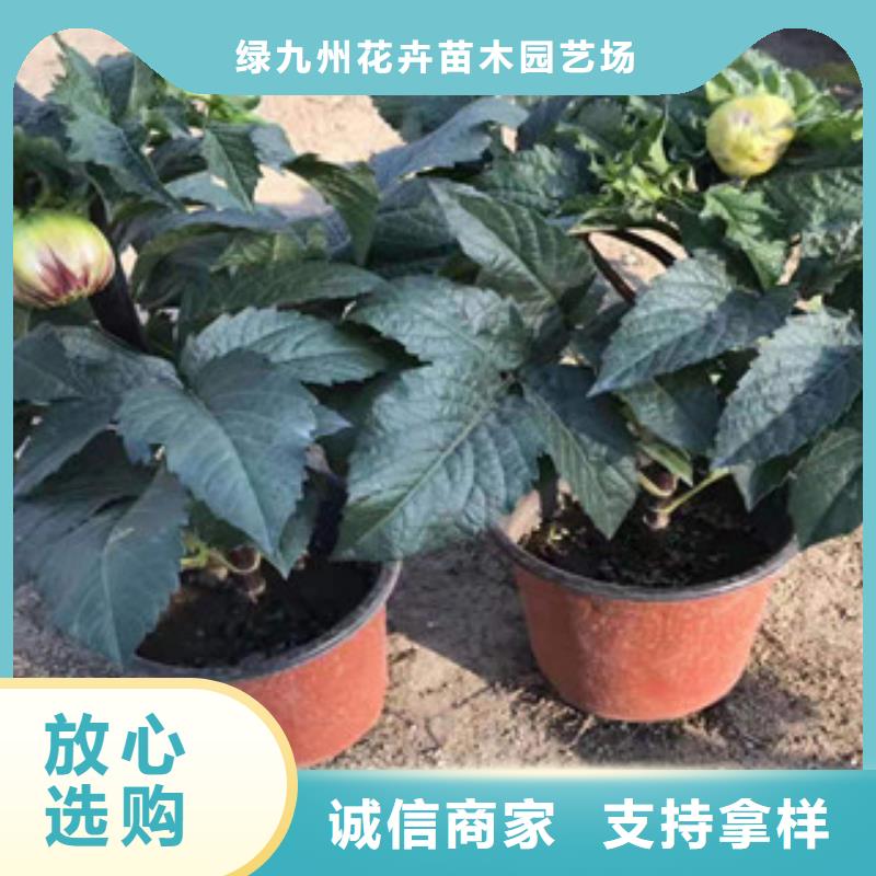 宿根花卉-【观赏草/蒲苇狼尾草】工厂价格