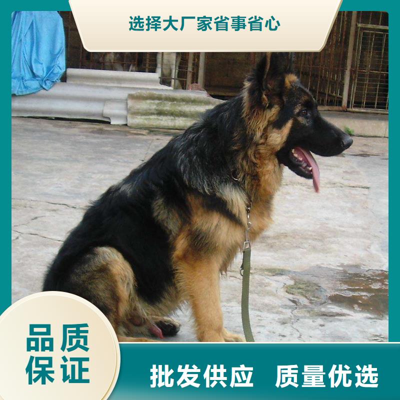 德国牧羊犬,卡斯罗犬大库存无缺货危机
