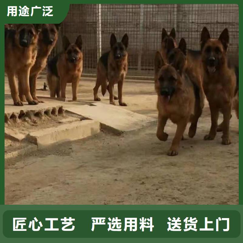德国牧羊犬-杜宾犬厂家直接面向客户