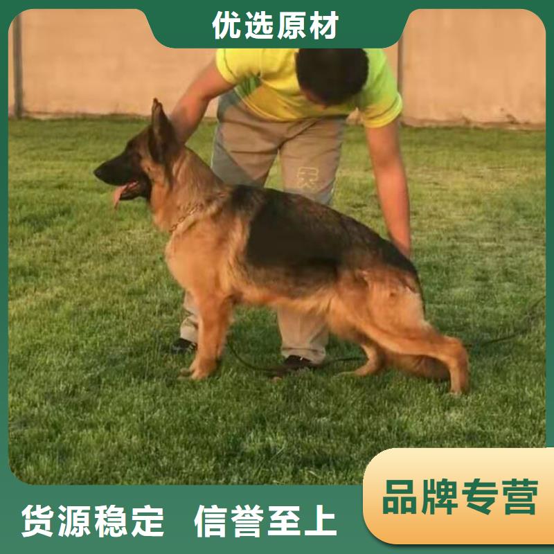 【德国牧羊犬】比特犬多种规格可选