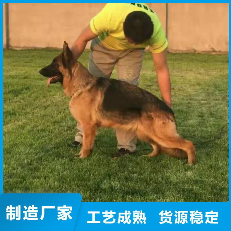 德国牧羊犬罗威纳犬从源头保证品质