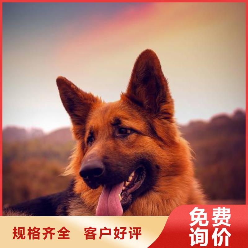 【德国牧羊犬】比特犬多种规格可选
