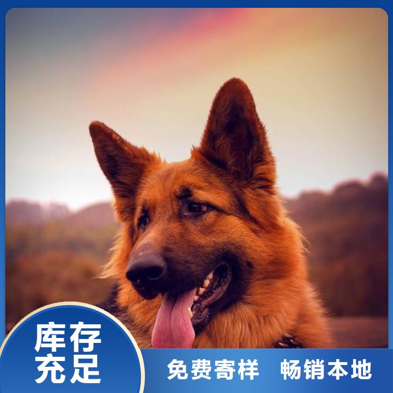 德国牧羊犬-杜宾犬厂家直接面向客户
