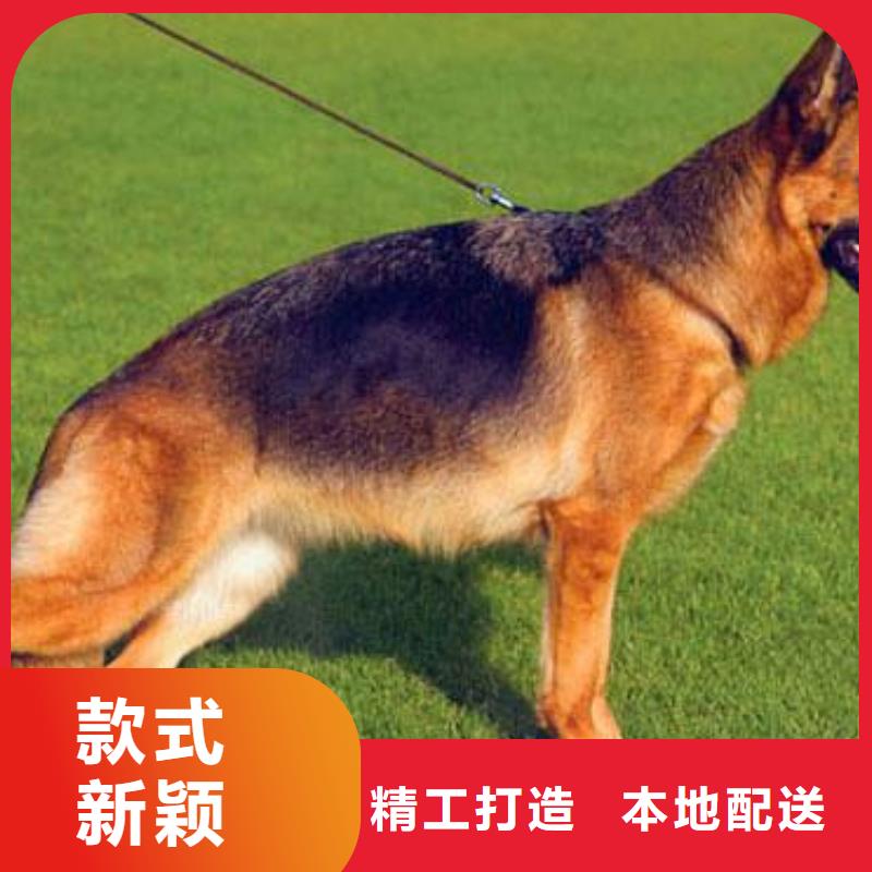 德国牧羊犬-杜宾犬厂家直接面向客户