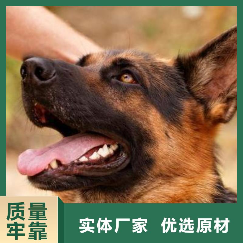 德国牧羊犬-杜高犬实力见证