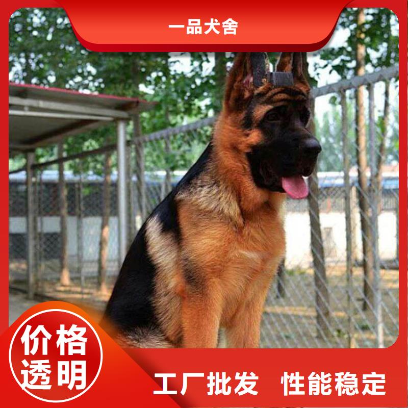 德国牧羊犬罗威纳犬从源头保证品质