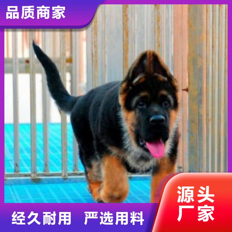 【德国牧羊犬】比特犬多种规格可选
