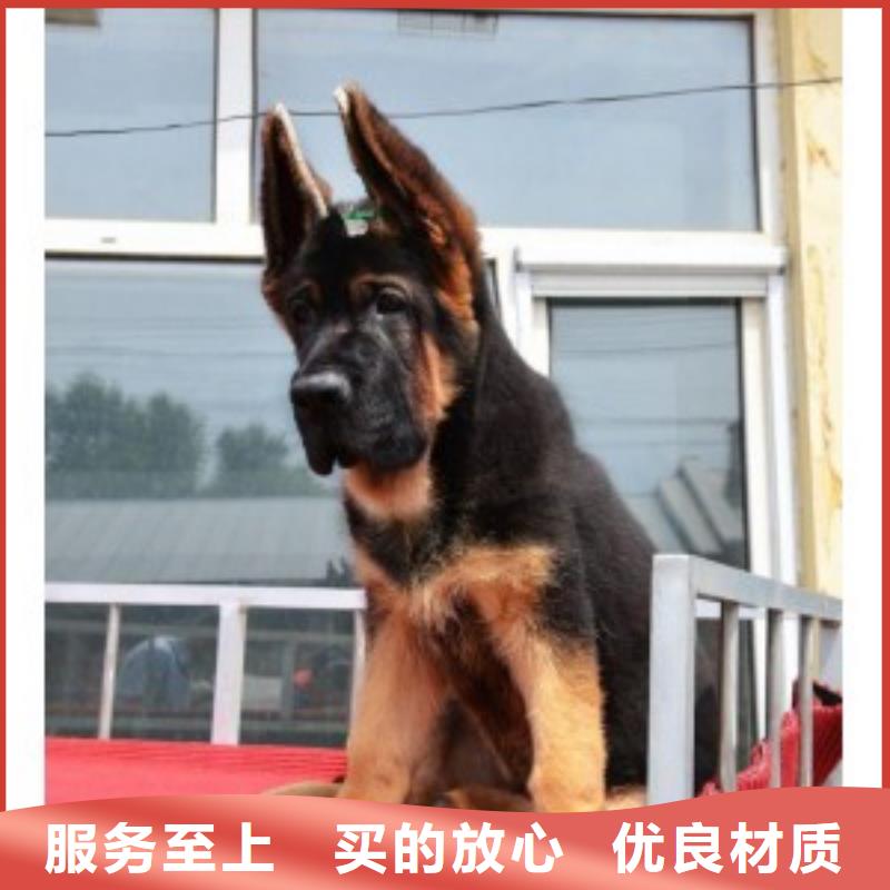 德国牧羊犬罗威纳犬从源头保证品质