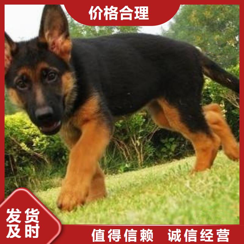 德国牧羊犬-杜宾犬厂家直接面向客户