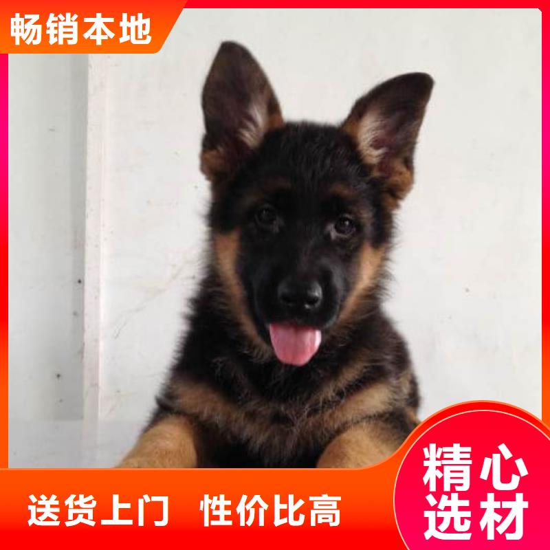 德国牧羊犬,卡斯罗犬大库存无缺货危机