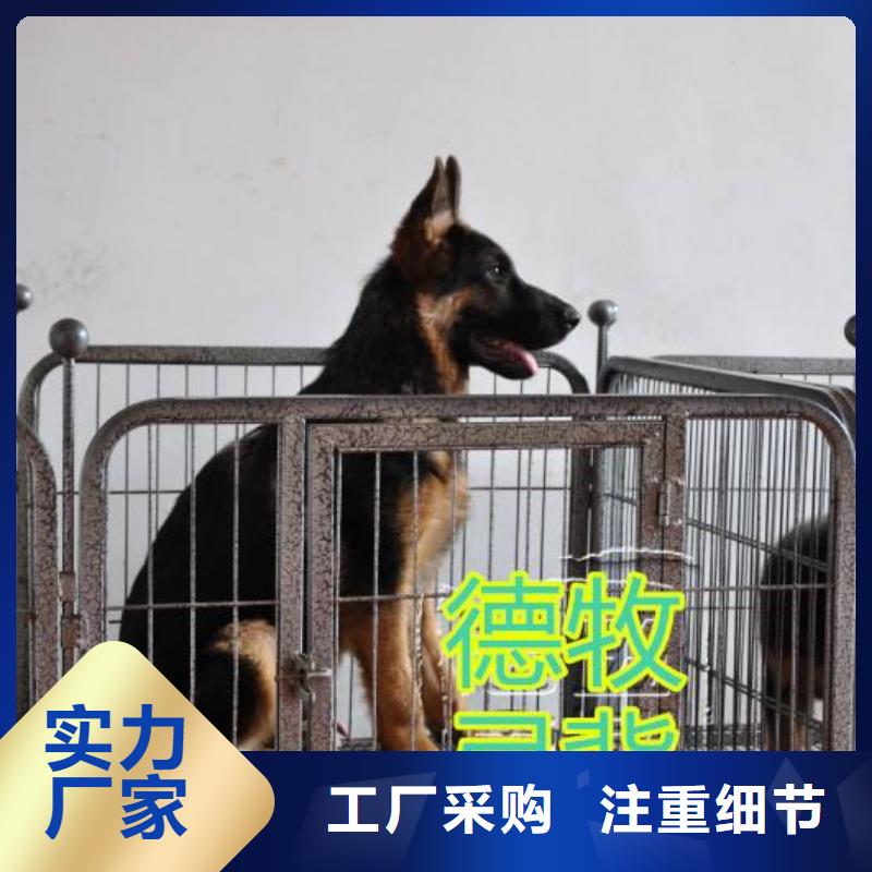 德国牧羊犬,卡斯罗犬大库存无缺货危机