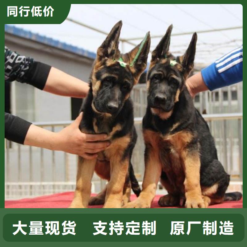 【德国牧羊犬】比特犬多种规格可选