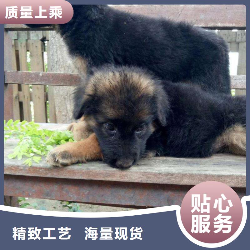 德国牧羊犬罗威纳犬从源头保证品质