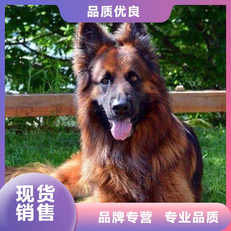 德国牧羊犬罗威纳犬从源头保证品质