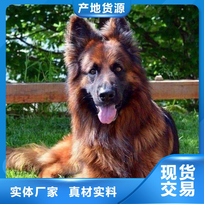 【德国牧羊犬】比特犬多种规格可选