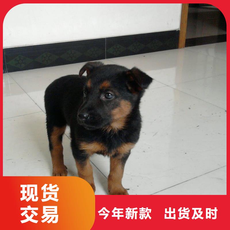 德国牧羊犬,卡斯罗犬大库存无缺货危机