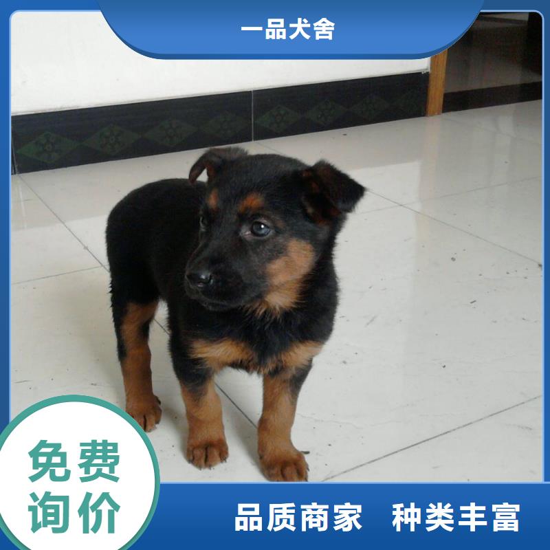 德国牧羊犬罗威纳犬从源头保证品质