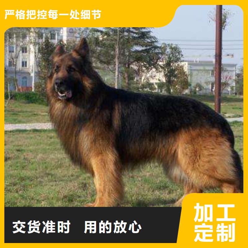 德国牧羊犬罗威纳犬从源头保证品质