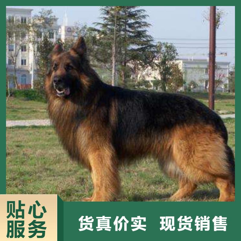 德国牧羊犬罗威纳犬从源头保证品质
