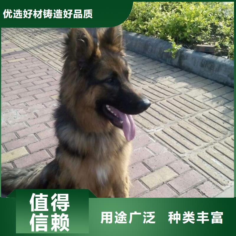 德国牧羊犬,卡斯罗犬大库存无缺货危机