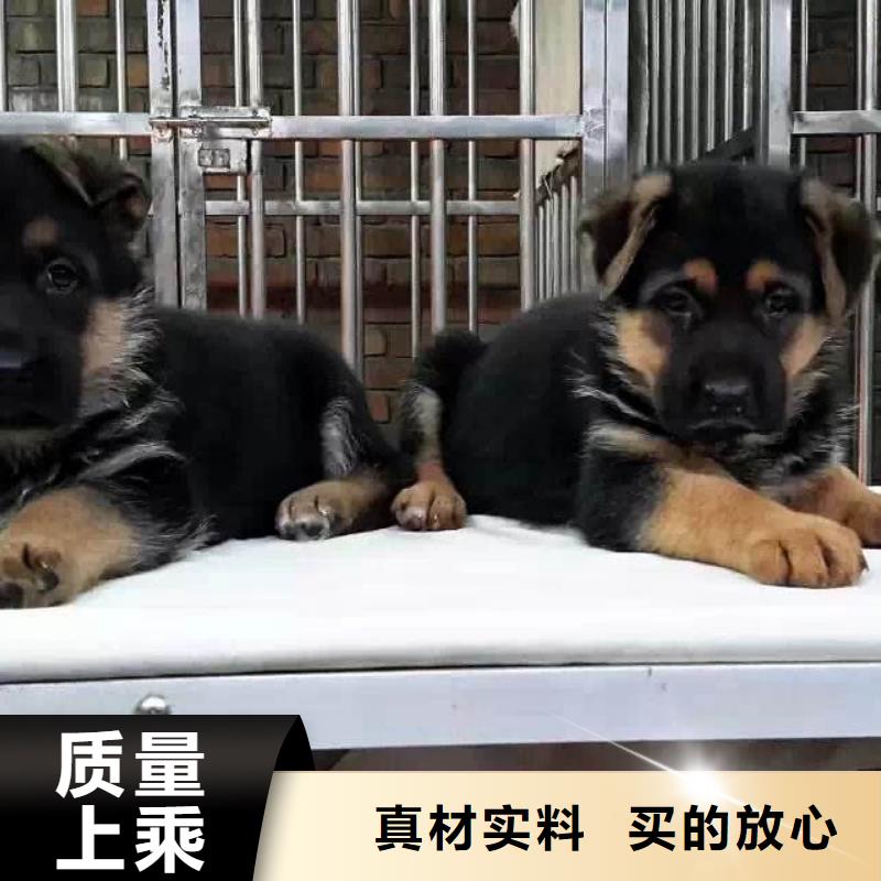 德国牧羊犬-杜高犬实力见证