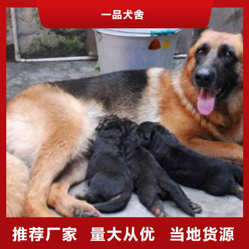 德国牧羊犬罗威纳犬从源头保证品质