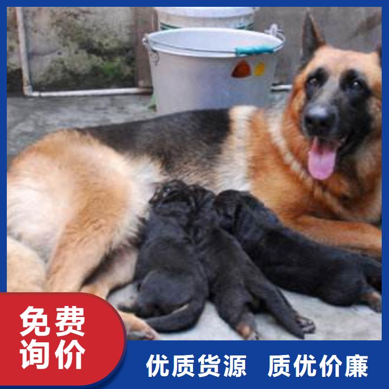德国牧羊犬-杜高犬实力见证