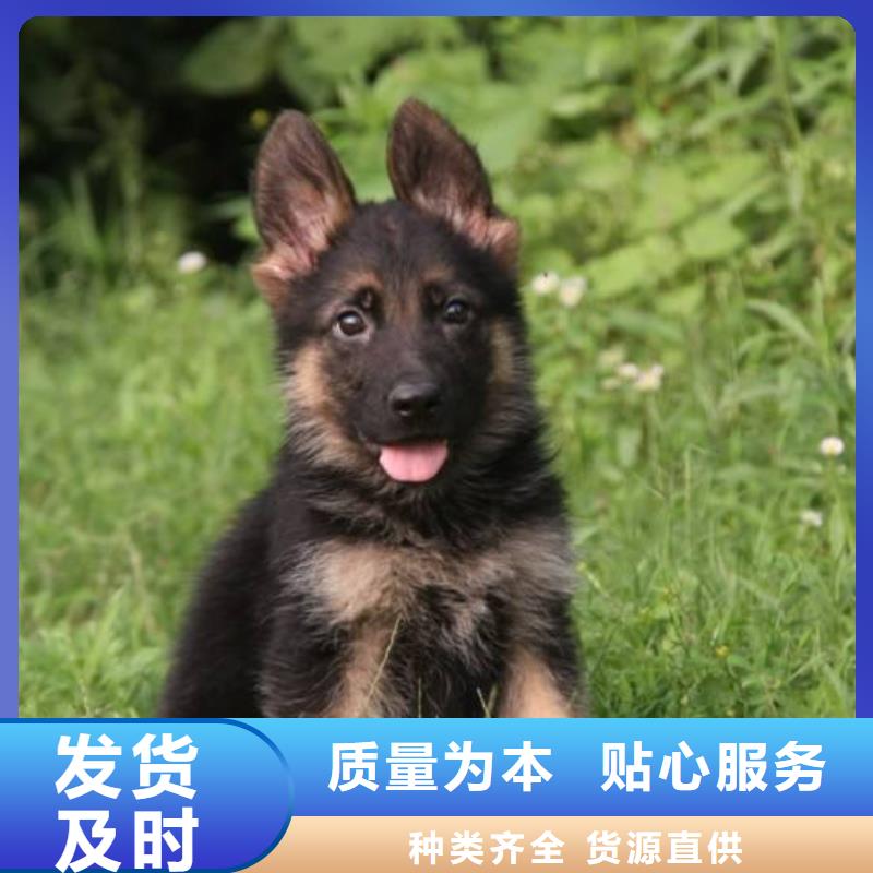德国牧羊犬罗威纳犬从源头保证品质