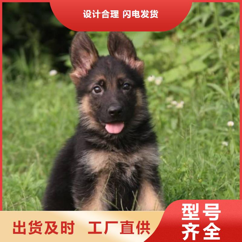 德国牧羊犬-杜高犬实力见证