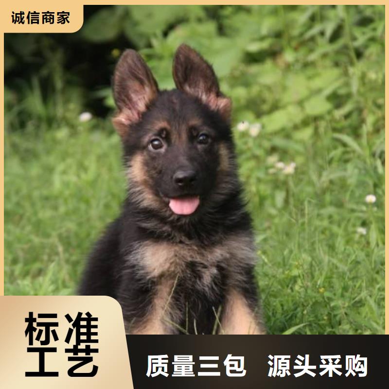 德国牧羊犬-杜宾犬厂家直接面向客户