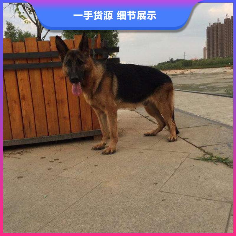 德国牧羊犬罗威纳犬从源头保证品质