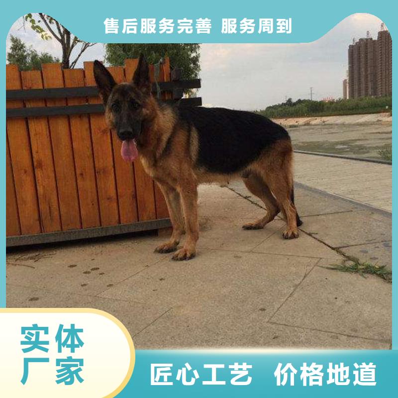 德国牧羊犬,卡斯罗犬大库存无缺货危机